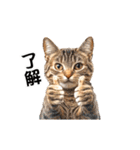 動く！リアル猫の日常2（繁体字）（個別スタンプ：3）
