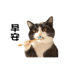 動く！リアル猫の日常2（繁体字）（個別スタンプ：5）