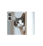 動く！リアル猫の日常2（繁体字）（個別スタンプ：6）