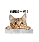 動く！リアル猫の日常2（繁体字）（個別スタンプ：8）