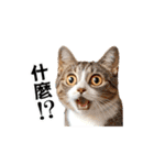 動く！リアル猫の日常2（繁体字）（個別スタンプ：9）