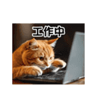 動く！リアル猫の日常2（繁体字）（個別スタンプ：10）