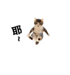動く！リアル猫の日常2（繁体字）（個別スタンプ：11）