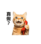 動く！リアル猫の日常2（繁体字）（個別スタンプ：13）