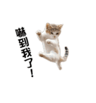 動く！リアル猫の日常2（繁体字）（個別スタンプ：14）