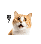 動く！リアル猫の日常2（繁体字）（個別スタンプ：15）