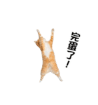 動く！リアル猫の日常2（繁体字）（個別スタンプ：16）