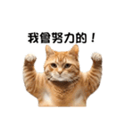 動く！リアル猫の日常2（繁体字）（個別スタンプ：18）
