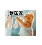 動く！リアル猫の日常2（繁体字）（個別スタンプ：20）