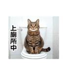 動く！リアル猫の日常2（繁体字）（個別スタンプ：24）