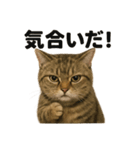 【闘魂注入！】負けず嫌いなマンチカン猫（個別スタンプ：2）