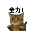 【闘魂注入！】負けず嫌いなマンチカン猫（個別スタンプ：4）