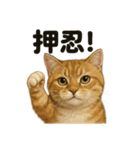 【闘魂注入！】負けず嫌いなマンチカン猫（個別スタンプ：5）
