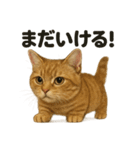 【闘魂注入！】負けず嫌いなマンチカン猫（個別スタンプ：8）