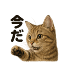 【闘魂注入！】負けず嫌いなマンチカン猫（個別スタンプ：9）