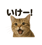 【闘魂注入！】負けず嫌いなマンチカン猫（個別スタンプ：11）