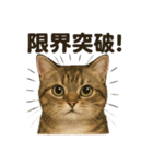 【闘魂注入！】負けず嫌いなマンチカン猫（個別スタンプ：14）