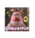 色んな鳥 十羽(人)十色（個別スタンプ：10）