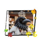 色んな鳥 十羽(人)十色（個別スタンプ：11）