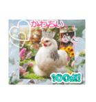 色んな鳥 十羽(人)十色（個別スタンプ：13）
