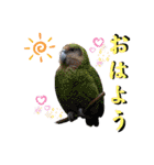 色んな鳥 十羽(人)十色（個別スタンプ：25）