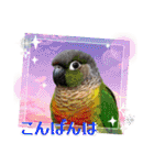 色んな鳥 十羽(人)十色（個別スタンプ：26）