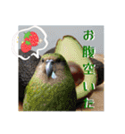 色んな鳥 十羽(人)十色（個別スタンプ：27）