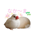 色んな鳥 十羽(人)十色（個別スタンプ：31）