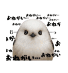色んな鳥 十羽(人)十色（個別スタンプ：33）