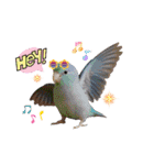 色んな鳥 十羽(人)十色（個別スタンプ：36）