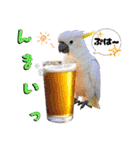 色んな鳥 十羽(人)十色（個別スタンプ：38）