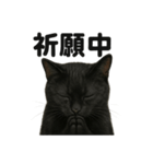 お祈りする黒猫のリアルなLINEスタンプ（個別スタンプ：1）