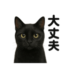 お祈りする黒猫のリアルなLINEスタンプ（個別スタンプ：2）