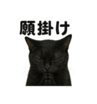 お祈りする黒猫のリアルなLINEスタンプ（個別スタンプ：3）
