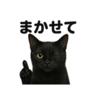 お祈りする黒猫のリアルなLINEスタンプ（個別スタンプ：4）