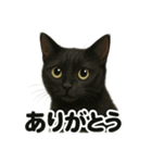 お祈りする黒猫のリアルなLINEスタンプ（個別スタンプ：7）