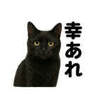 お祈りする黒猫のリアルなLINEスタンプ（個別スタンプ：9）