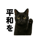 お祈りする黒猫のリアルなLINEスタンプ（個別スタンプ：10）