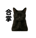 お祈りする黒猫のリアルなLINEスタンプ（個別スタンプ：11）