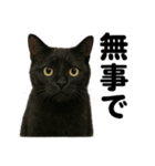 お祈りする黒猫のリアルなLINEスタンプ（個別スタンプ：12）