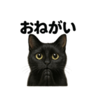 お祈りする黒猫のリアルなLINEスタンプ（個別スタンプ：13）