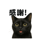 お祈りする黒猫のリアルなLINEスタンプ（個別スタンプ：14）