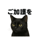 お祈りする黒猫のリアルなLINEスタンプ（個別スタンプ：15）