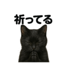 お祈りする黒猫のリアルなLINEスタンプ（個別スタンプ：16）