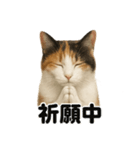 お祈りする三毛猫のリアルなLINEスタンプ（個別スタンプ：1）