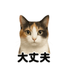 お祈りする三毛猫のリアルなLINEスタンプ（個別スタンプ：2）