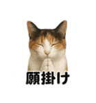 お祈りする三毛猫のリアルなLINEスタンプ（個別スタンプ：3）