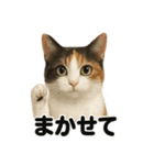 お祈りする三毛猫のリアルなLINEスタンプ（個別スタンプ：4）