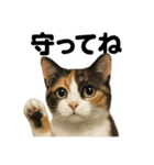 お祈りする三毛猫のリアルなLINEスタンプ（個別スタンプ：5）