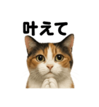 お祈りする三毛猫のリアルなLINEスタンプ（個別スタンプ：6）